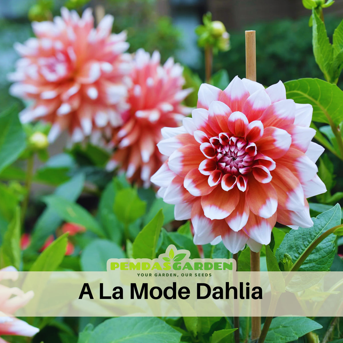 A la Mode Dahlia Seeds, 40+ seeds