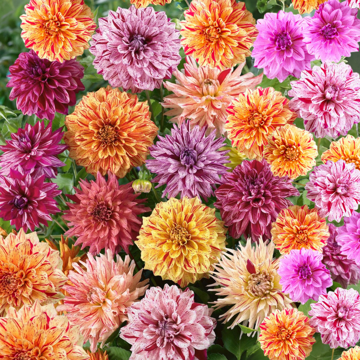 Rembrandt Dahlia Mixture Seeds Dahlia Seeds, 40+ seeds