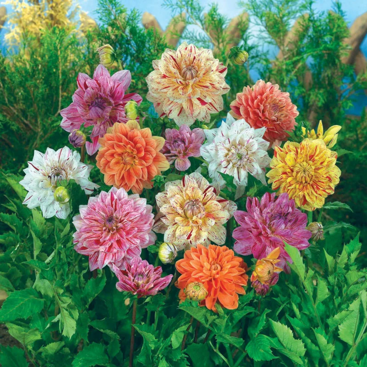 Rembrandt Dahlia Mixture Seeds Dahlia Seeds, 40+ seeds