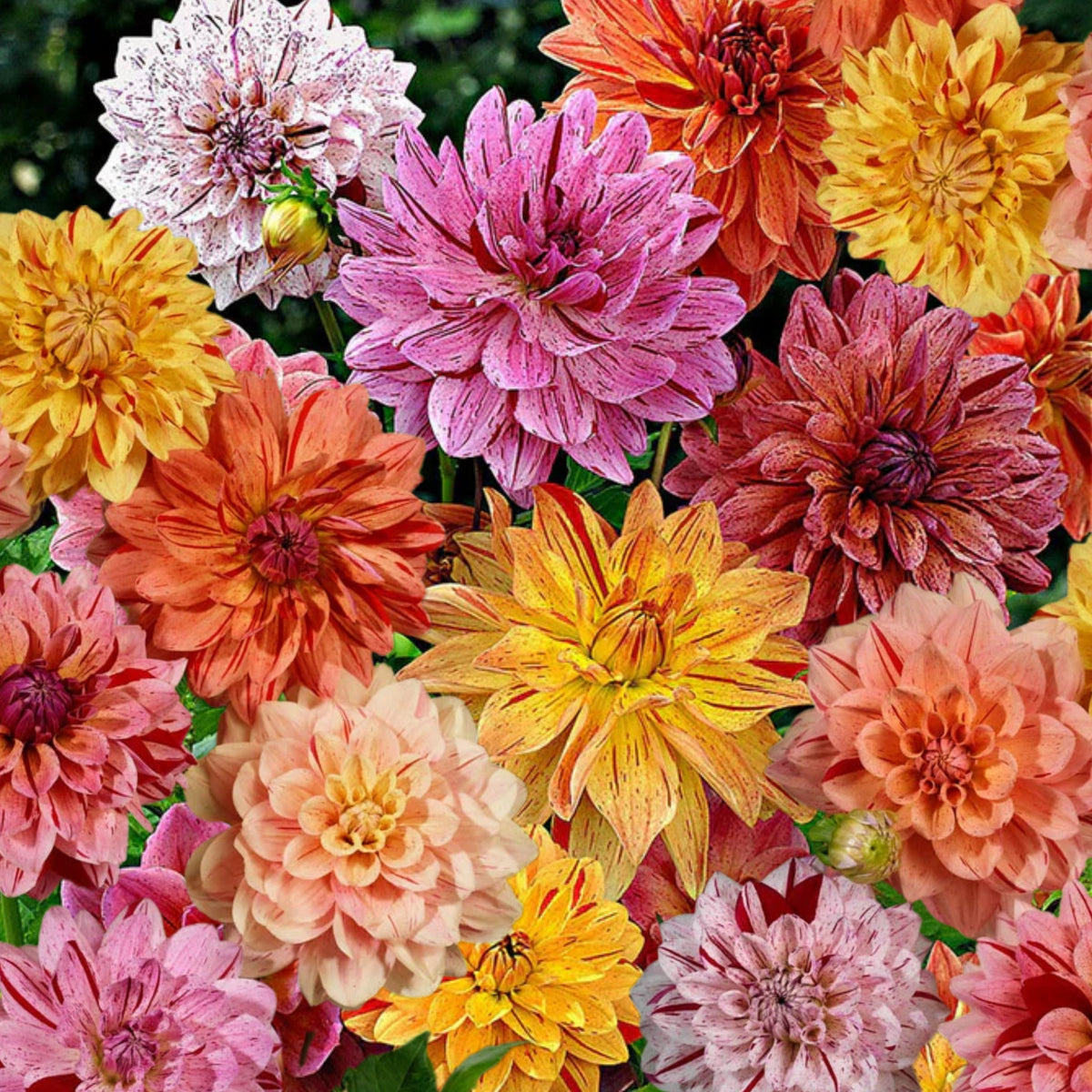 Rembrandt Dahlia Mixture Seeds Dahlia Seeds, 40+ seeds