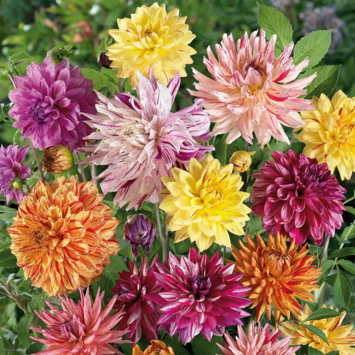 Rembrandt Dahlia Mixture Seeds Dahlia Seeds, 40+ seeds