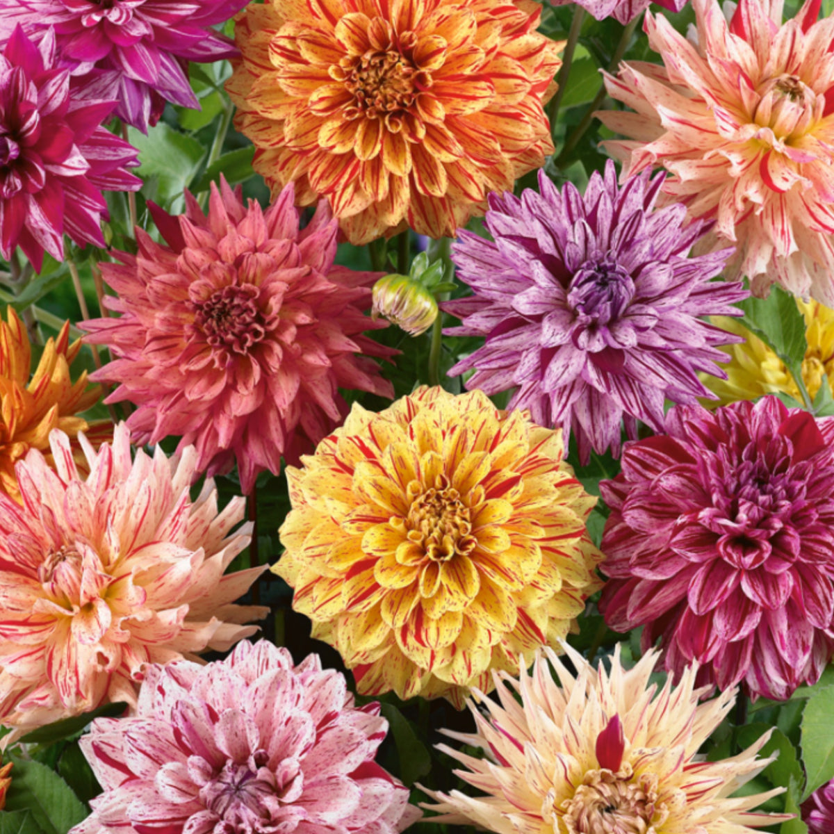Rembrandt Dahlia Mixture Seeds Dahlia Seeds, 40+ seeds