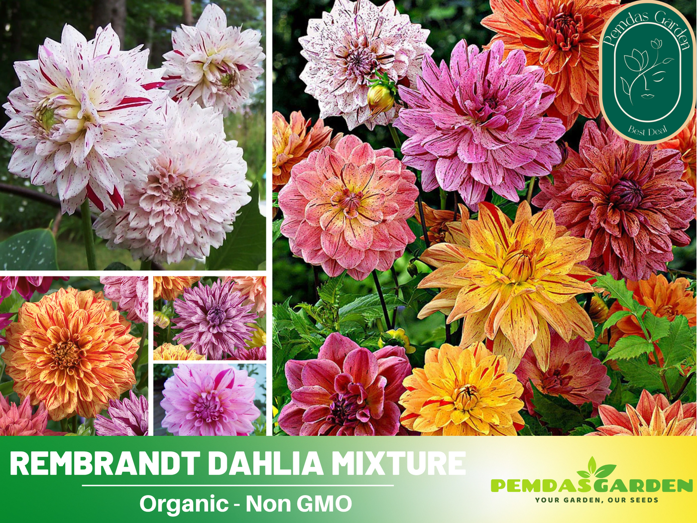 best dahlia seeds 40+ Seeds| Rembrandt Dahlia Mixture Perennial Seeds Heirloom Dahlia Flower Seeds – Non GMO, Open Pollinated Mix for Vibrant Summer Blooms, Garden &