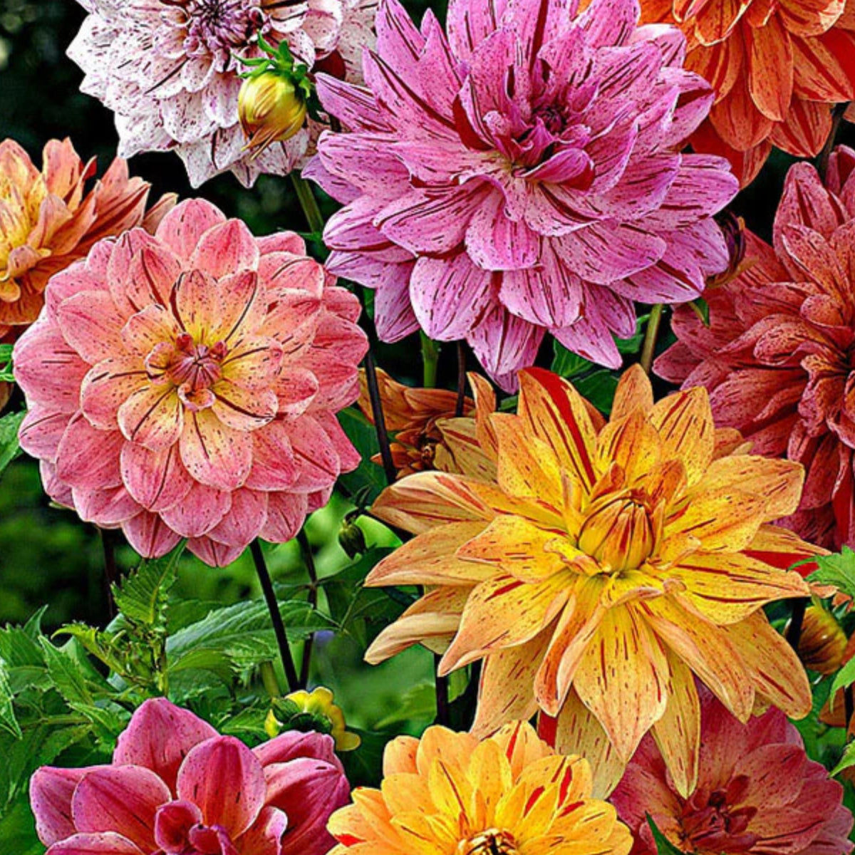 Rembrandt Dahlia Mixture Seeds Dahlia Seeds, 40+ seeds