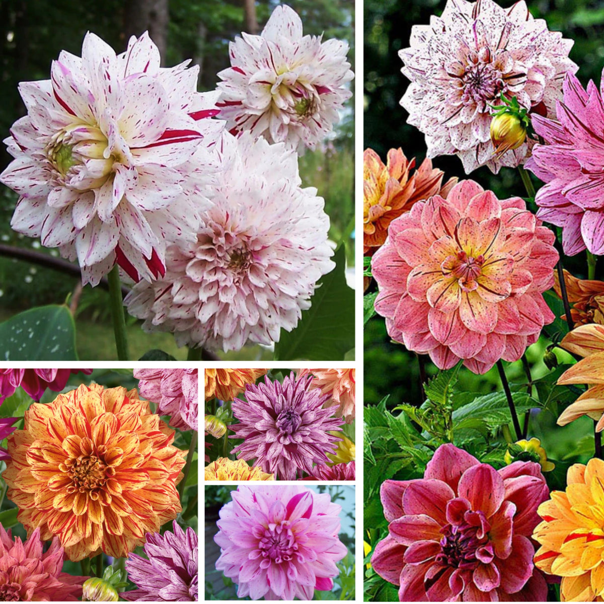 Rembrandt Dahlia Mixture Seeds Dahlia Seeds, 40+ seeds