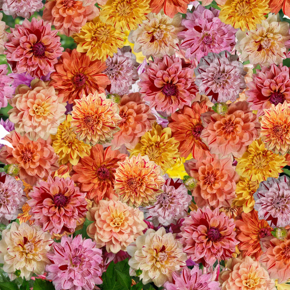 Rembrandt Dahlia Mixture Seeds Dahlia Seeds, 40+ seeds