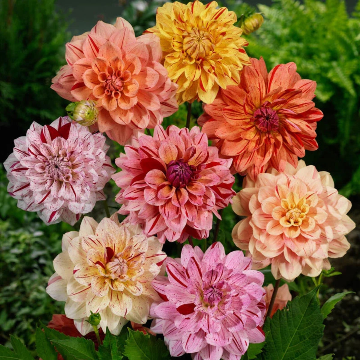 Rembrandt Dahlia Mixture Seeds Dahlia Seeds, 40+ seeds