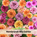 40+ Seeds|  Rembrandt Dahlia Mixture Perennial Seeds Heirloom Dahlia Flower Seeds – Non GMO, Open Pollinated Mix for Vibrant Summer Blooms, Garden & Landscaping Flowers#D044