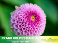 40+ Seeds|  Frank Holmes Dahlia Perennial Seeds – Long Lasting Blooms, Ideal for Cut Flower Arrangements, Vibrant Garden Mix for Summer & Fall #D045