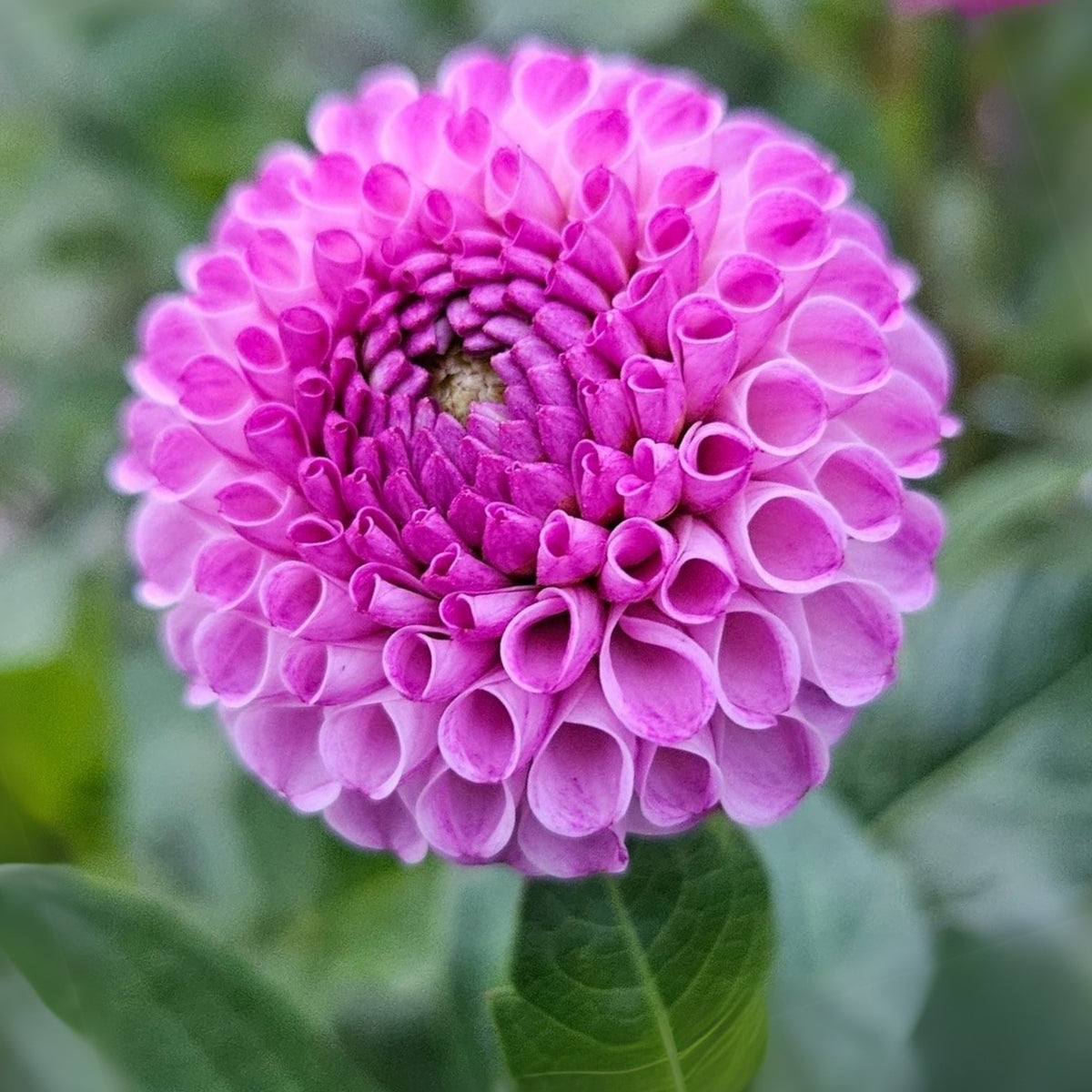 Frank Holmes Dahlia Perennial Seeds - Long Lasting Blooms, 40+ seeds