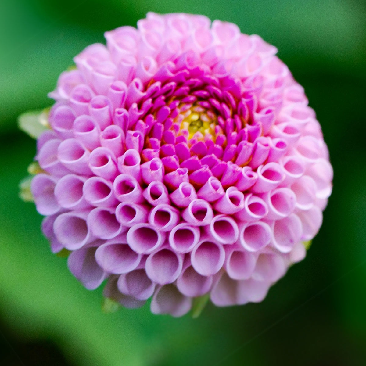 Frank Holmes Dahlia Perennial Seeds - Long Lasting Blooms, 40+ seeds