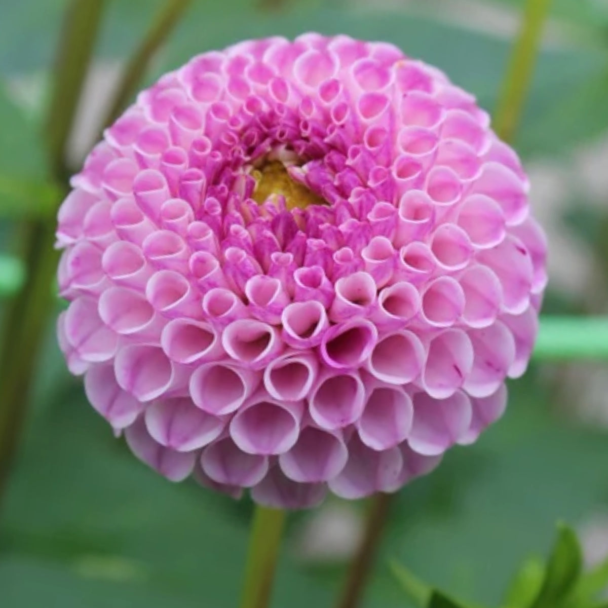 Frank Holmes Dahlia Perennial Seeds - Long Lasting Blooms, 40+ seeds