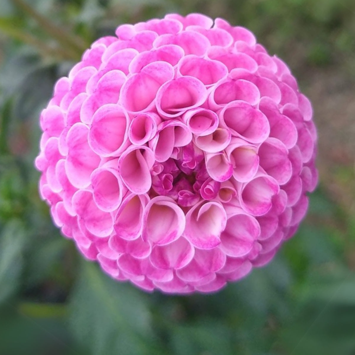 Frank Holmes Dahlia Perennial Seeds - Long Lasting Blooms, 40+ seeds