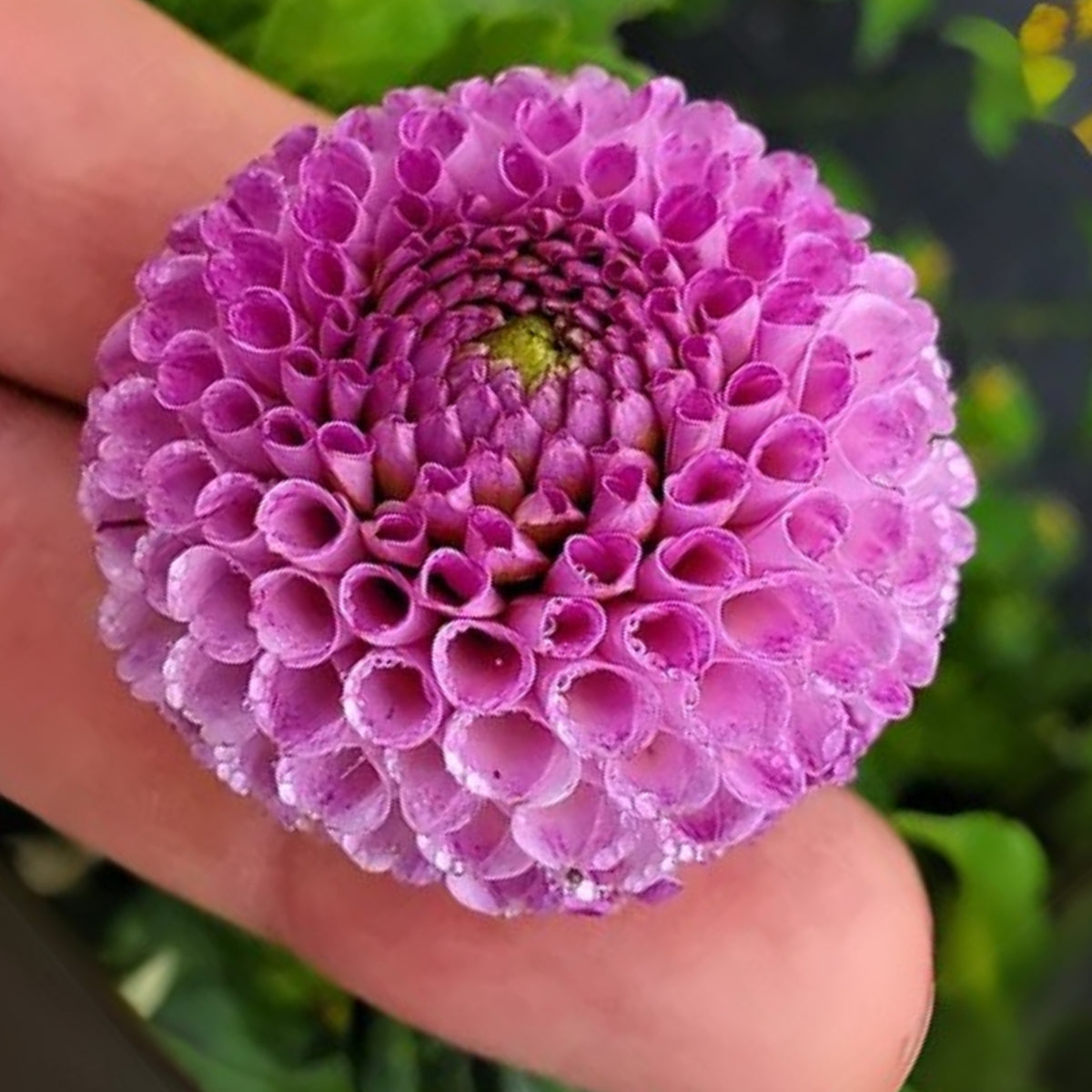 Frank Holmes Dahlia Perennial Seeds - Long Lasting Blooms, 40+ seeds