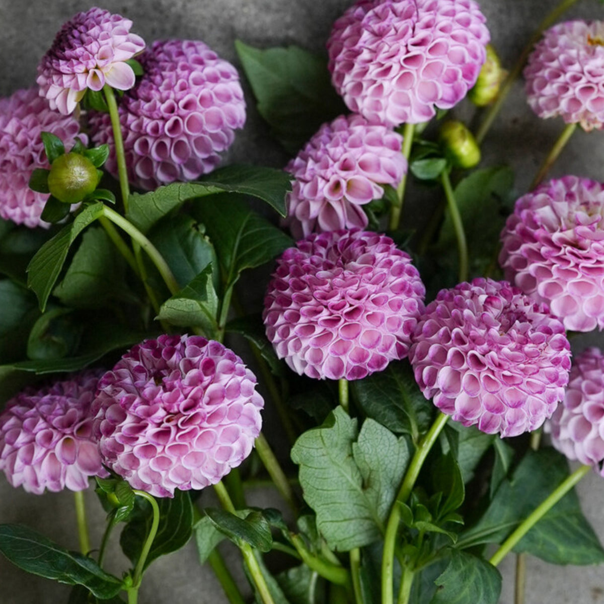 Frank Holmes Dahlia Perennial Seeds - Long Lasting Blooms, 40+ seeds