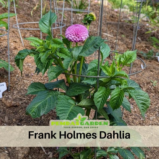 Frank Holmes Dahlia Perennial Seeds - Long Lasting Blooms, 40+ seeds
