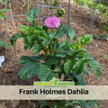 40+ Seeds|  Frank Holmes Dahlia Perennial Seeds – Long Lasting Blooms, Ideal for Cut Flower Arrangements, Vibrant Garden Mix for Summer & Fall #D045