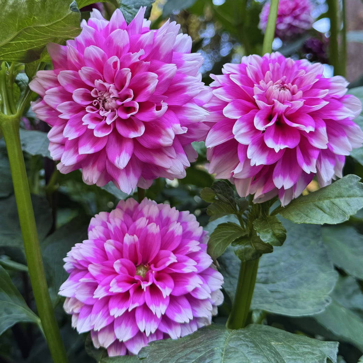 Fuzzy Wuzzy Dahlia Perennial Seeds - Long Lasting Blooms, 40+ seeds