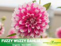 40+ Seeds|  Fuzzy Wuzzy Dahlia Perennial Seeds – Long Lasting Blooms, Ideal for Cut Flower Arrangements, Vibrant Garden Mix for Summer & Fall #D046