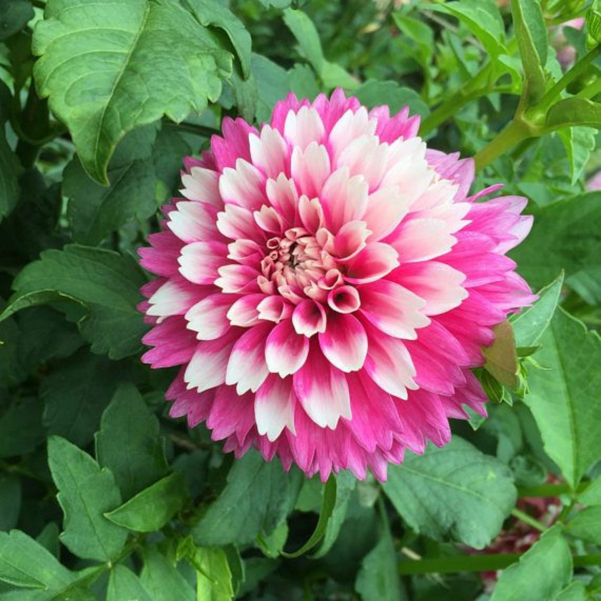 Fuzzy Wuzzy Dahlia Perennial Seeds - Long Lasting Blooms, 40+ seeds