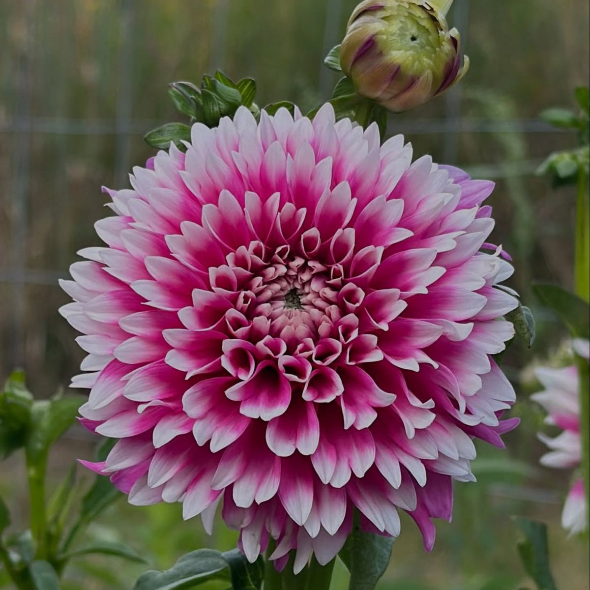 Fuzzy Wuzzy Dahlia Perennial Seeds - Long Lasting Blooms, 40+ seeds