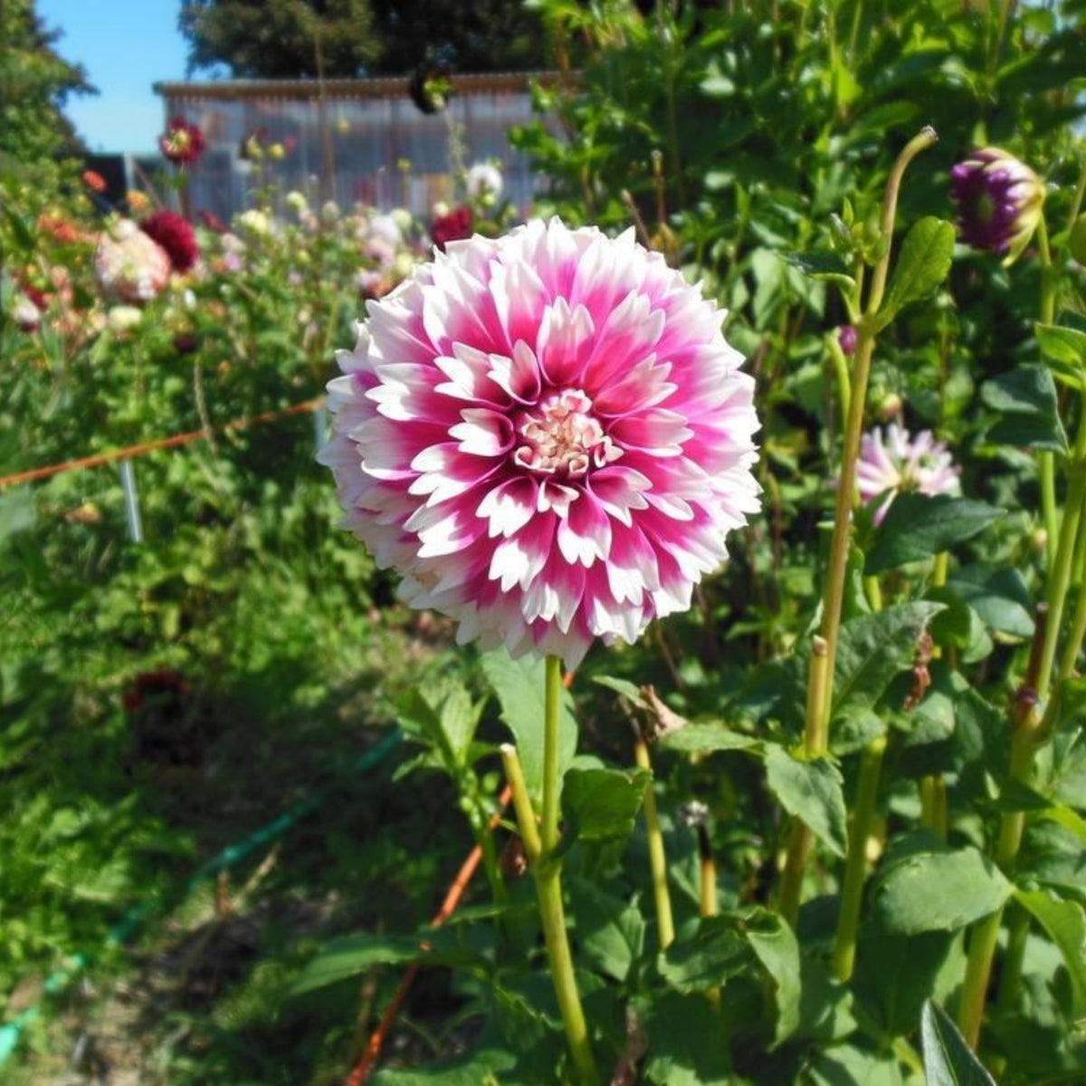 Fuzzy Wuzzy Dahlia Perennial Seeds - Long Lasting Blooms, 40+ seeds