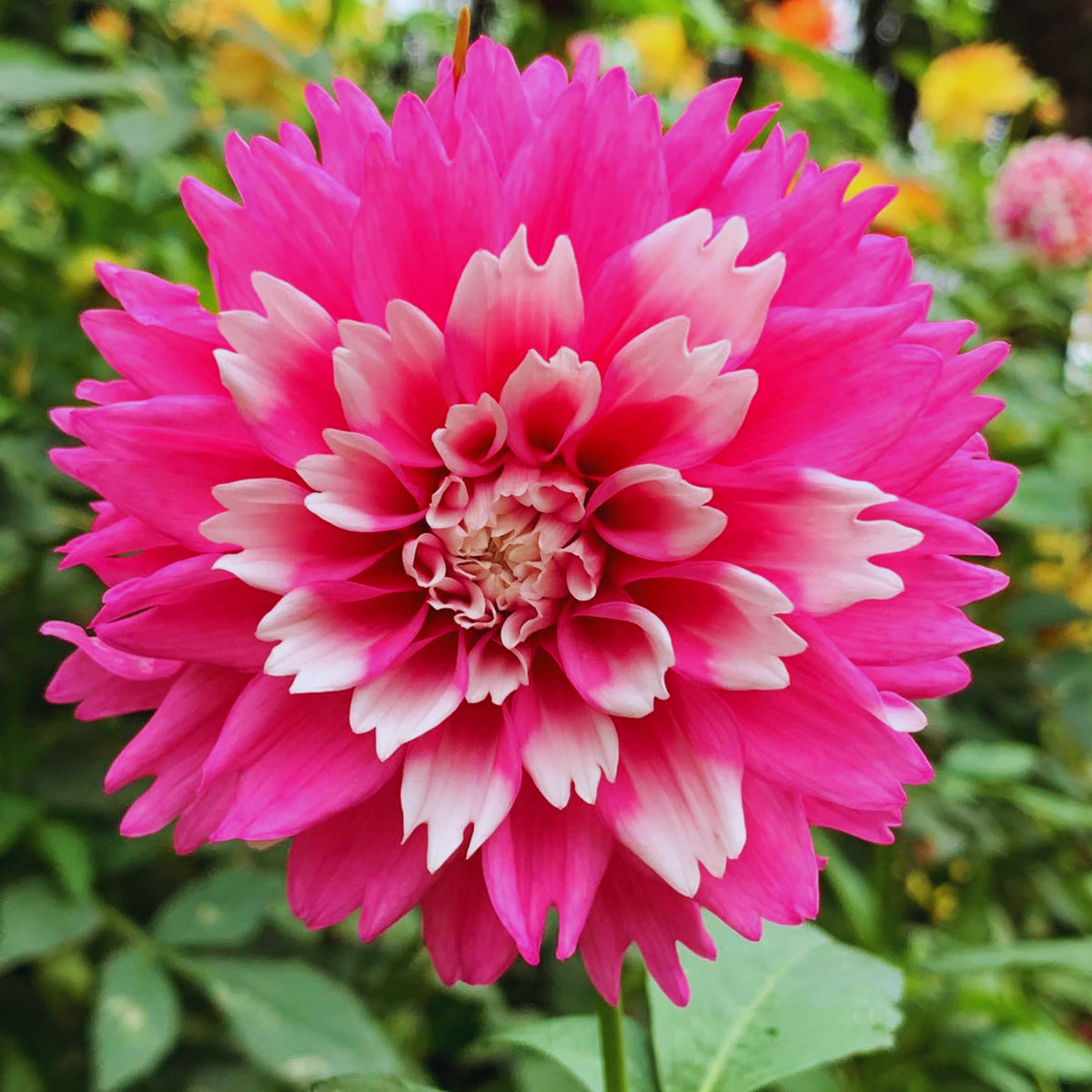 Fuzzy Wuzzy Dahlia Perennial Seeds - Long Lasting Blooms, 40+ seeds