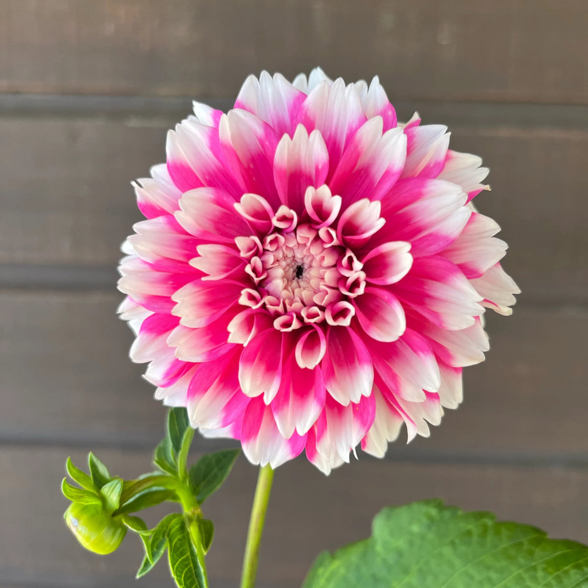 Fuzzy Wuzzy Dahlia Perennial Seeds - Long Lasting Blooms, 40+ seeds