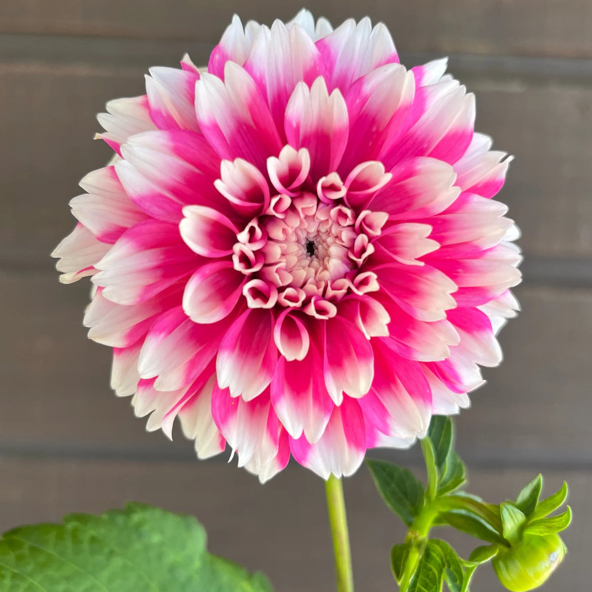 Fuzzy Wuzzy Dahlia Perennial Seeds - Long Lasting Blooms, 40+ seeds