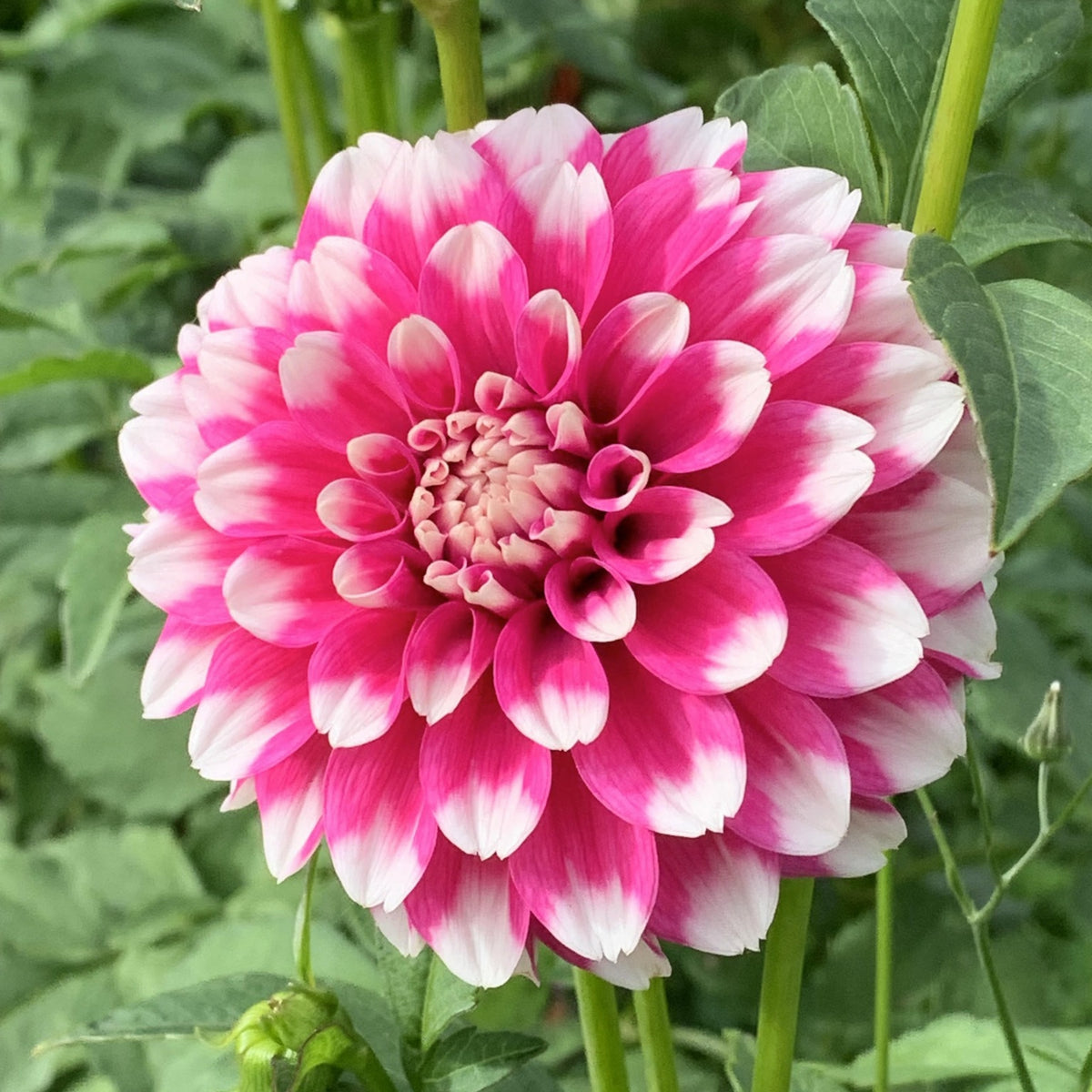 Fuzzy Wuzzy Dahlia Perennial Seeds - Long Lasting Blooms, 40+ seeds