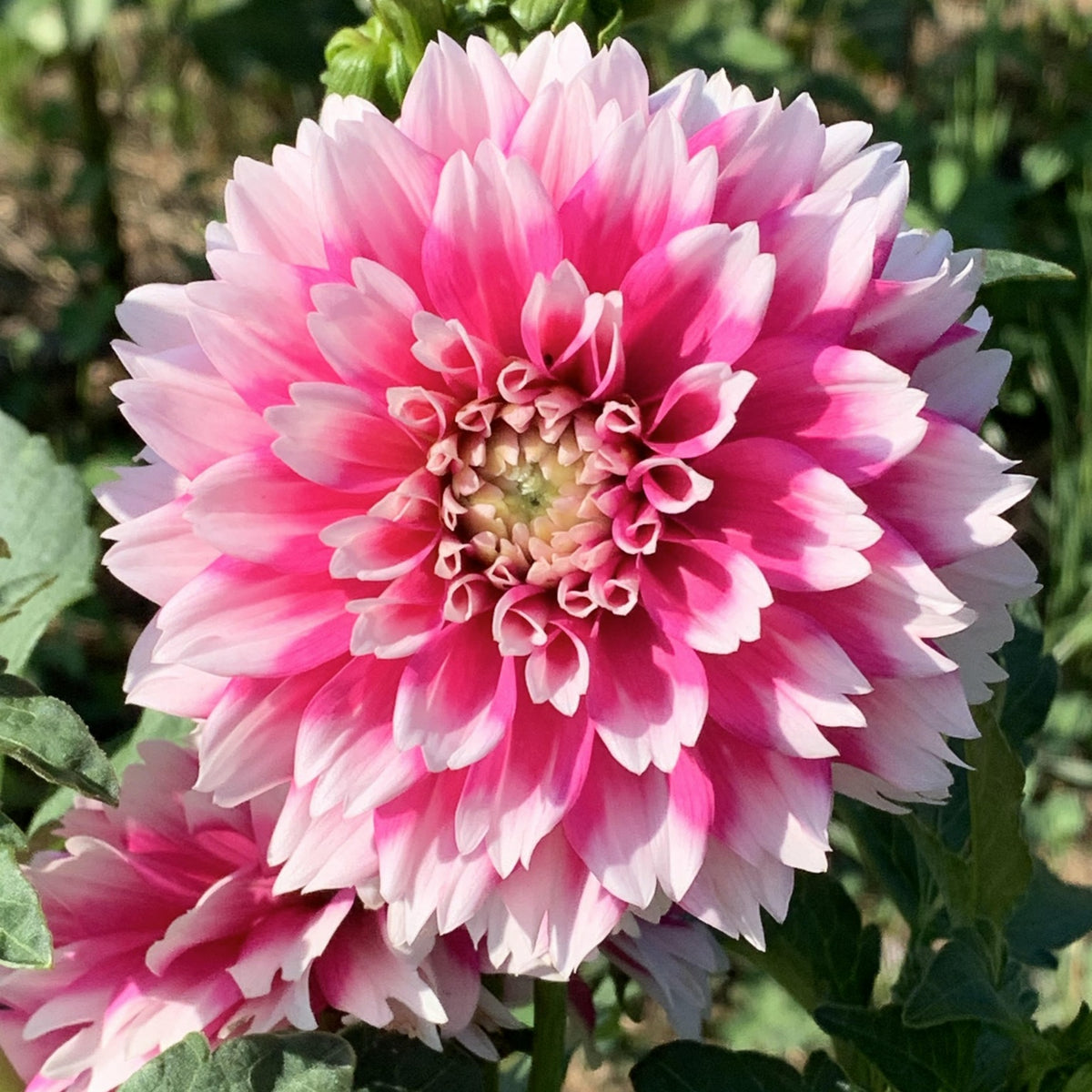 Fuzzy Wuzzy Dahlia Perennial Seeds - Long Lasting Blooms, 40+ seeds