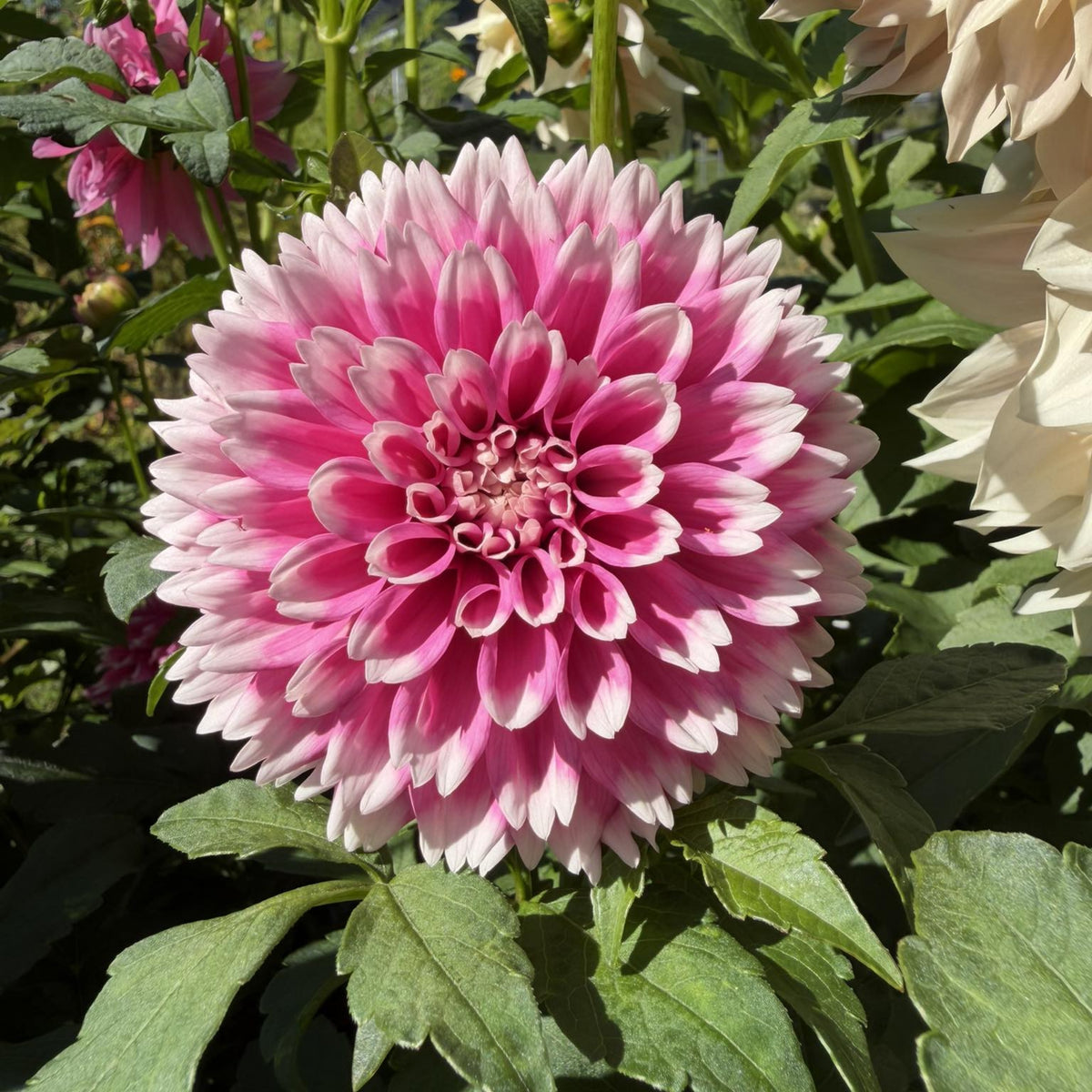 Fuzzy Wuzzy Dahlia Perennial Seeds - Long Lasting Blooms, 40+ seeds