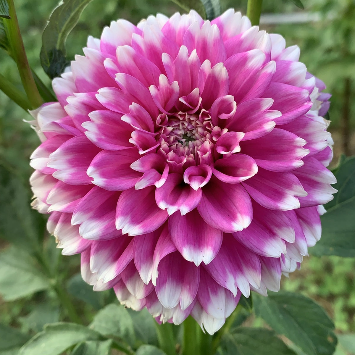 Fuzzy Wuzzy Dahlia Perennial Seeds - Long Lasting Blooms, 40+ seeds