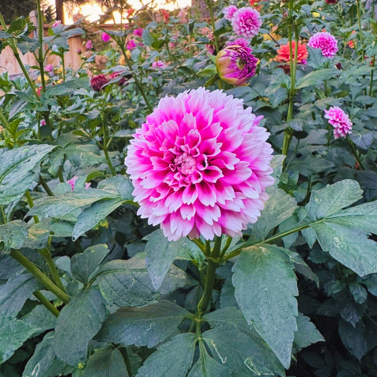 Fuzzy Wuzzy Dahlia Perennial Seeds - Long Lasting Blooms, 40+ seeds