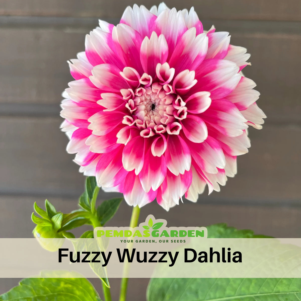 Fuzzy Wuzzy Dahlia Perennial Seeds - Long Lasting Blooms, 40+ seeds