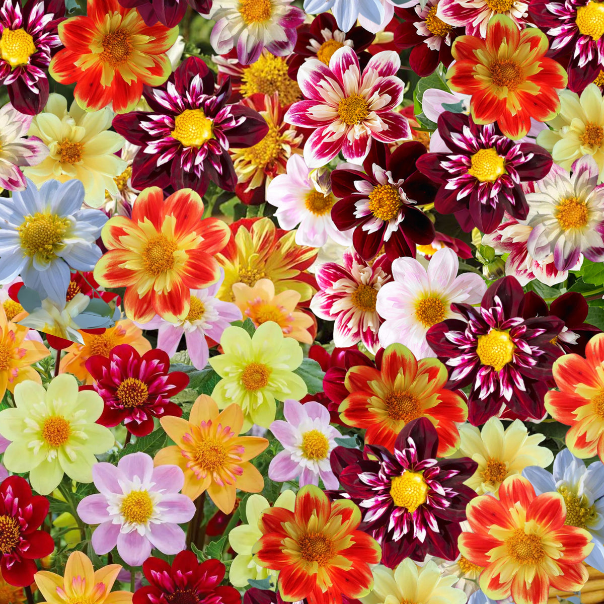 Mixed Collarette Dahlia Seeds - Container, 40+ seeds