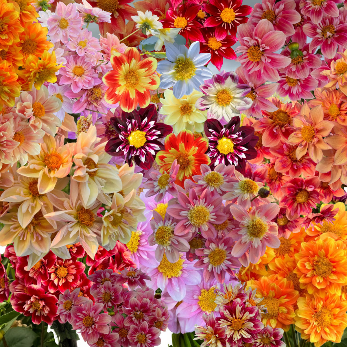 Mixed Collarette Dahlia Seeds - Container, 40+ seeds