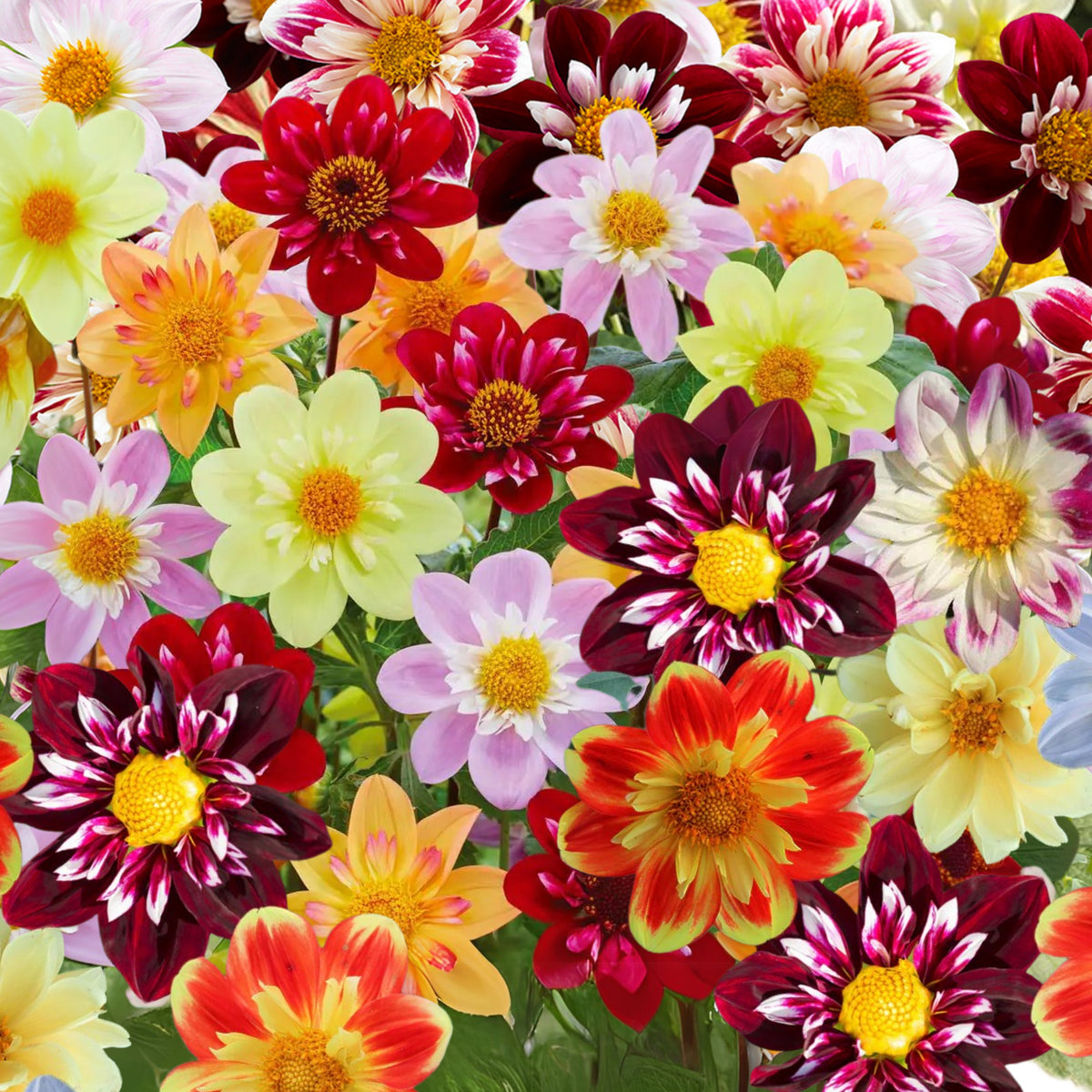 Mixed Collarette Dahlia Seeds - Container, 40+ seeds