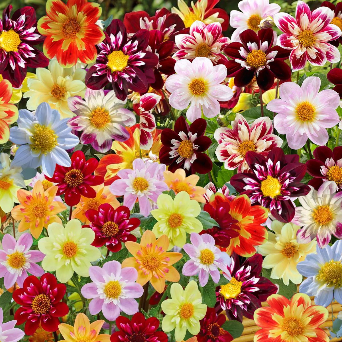 Mixed Collarette Dahlia Seeds - Container, 40+ seeds
