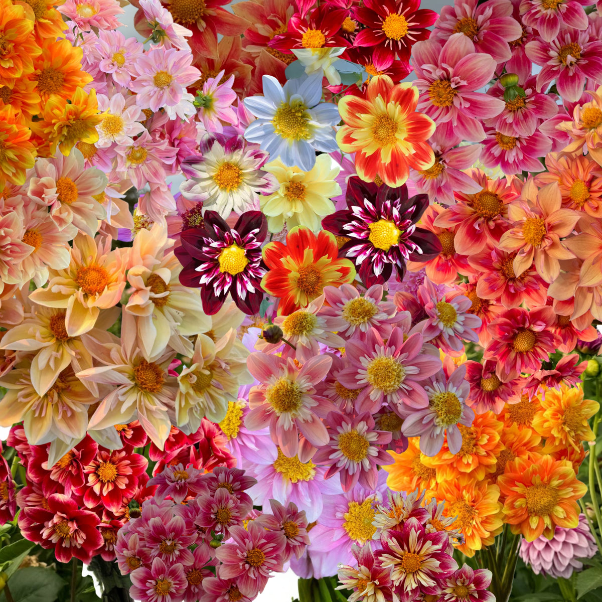 Mixed Collarette Dahlia Seeds - Container, 40+ seeds