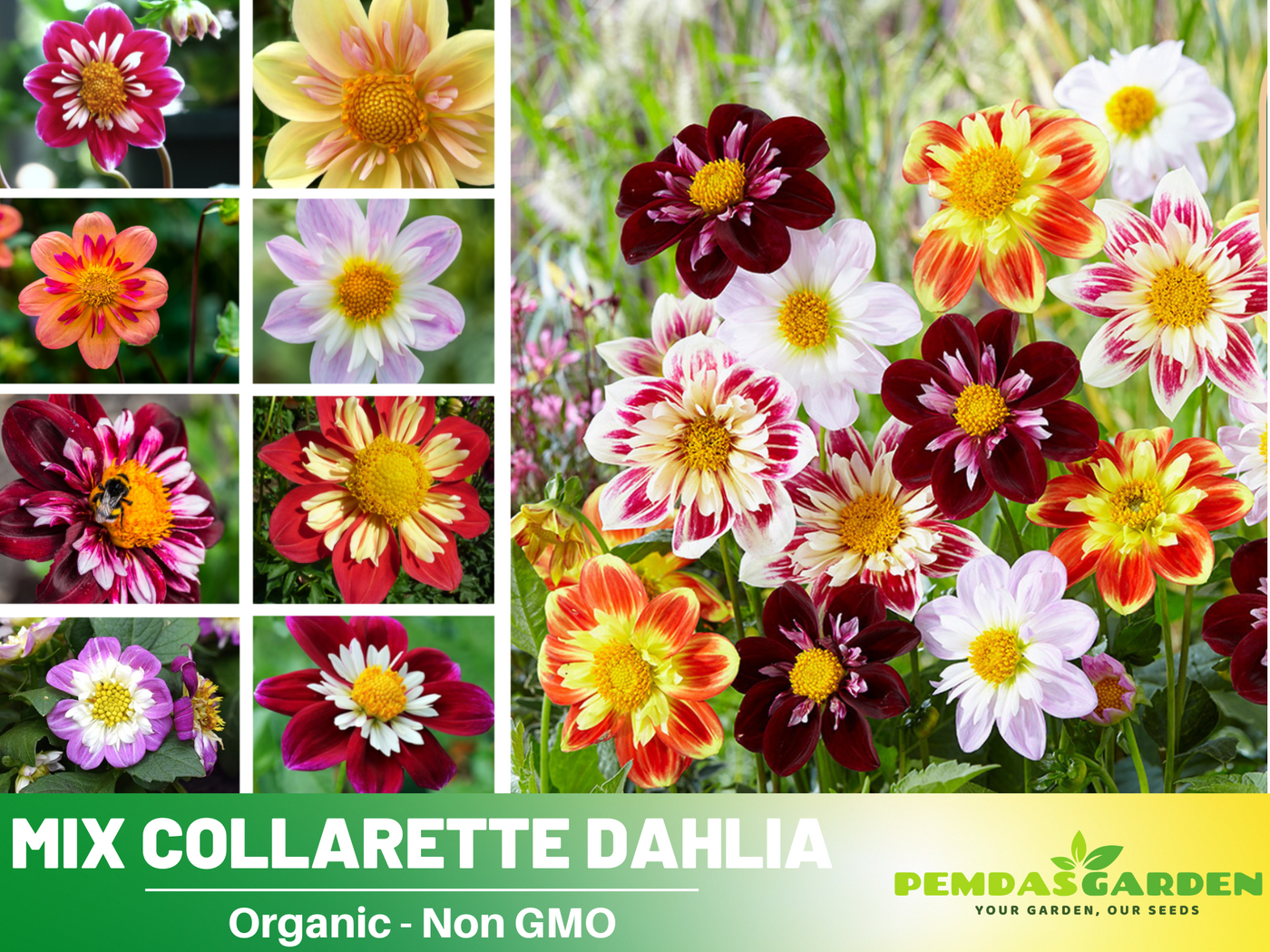 mixed dahlia seeds 40+ Seeds-Mixed Collarette Dahlia Seeds- Authentic - Open-Pollinated