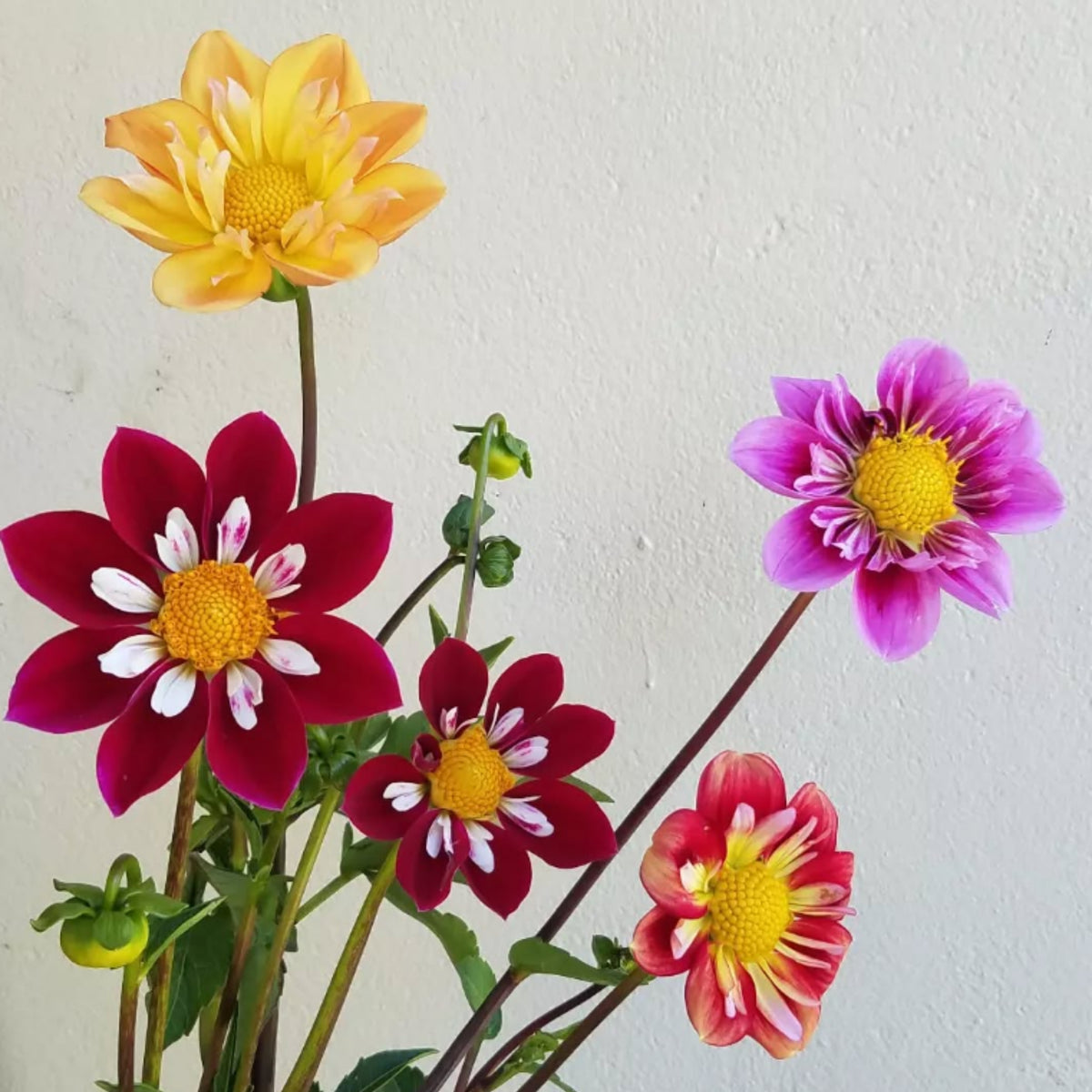 Mixed Collarette Dahlia Seeds - Container, 40+ seeds
