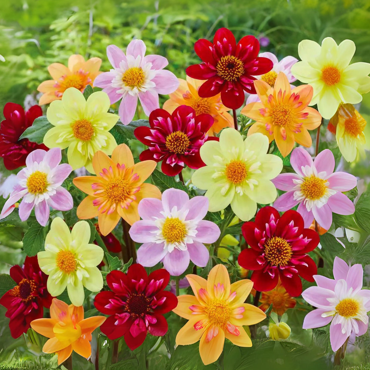 Mixed Collarette Dahlia Seeds - Container, 40+ seeds