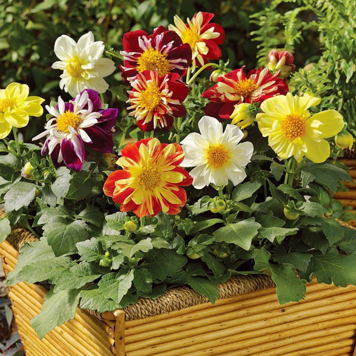 Mixed Collarette Dahlia Seeds - Container, 40+ seeds
