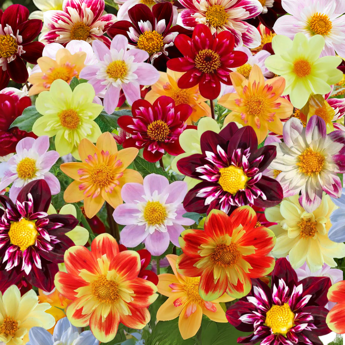 Mixed Collarette Dahlia Seeds - Container, 40+ seeds