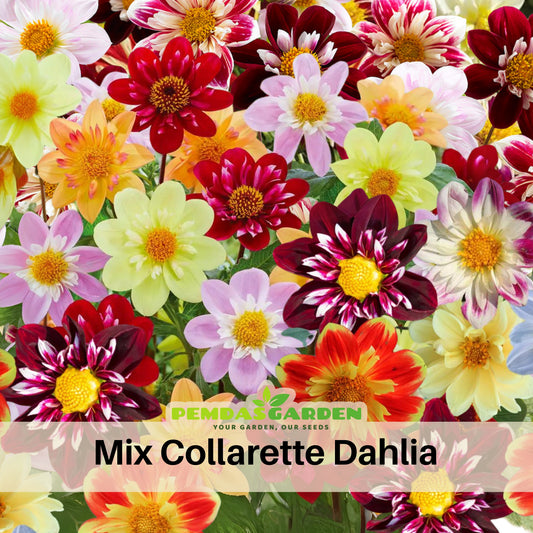 Mixed Collarette Dahlia Seeds - Container, 40+ seeds