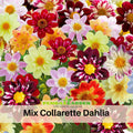 40+ Seeds-Mixed Collarette Dahlia Seeds- Authentic - Open-Pollinated - Organic - Heirloom - Flower Seeds - Container - Beds & Cut Bouquets#D047