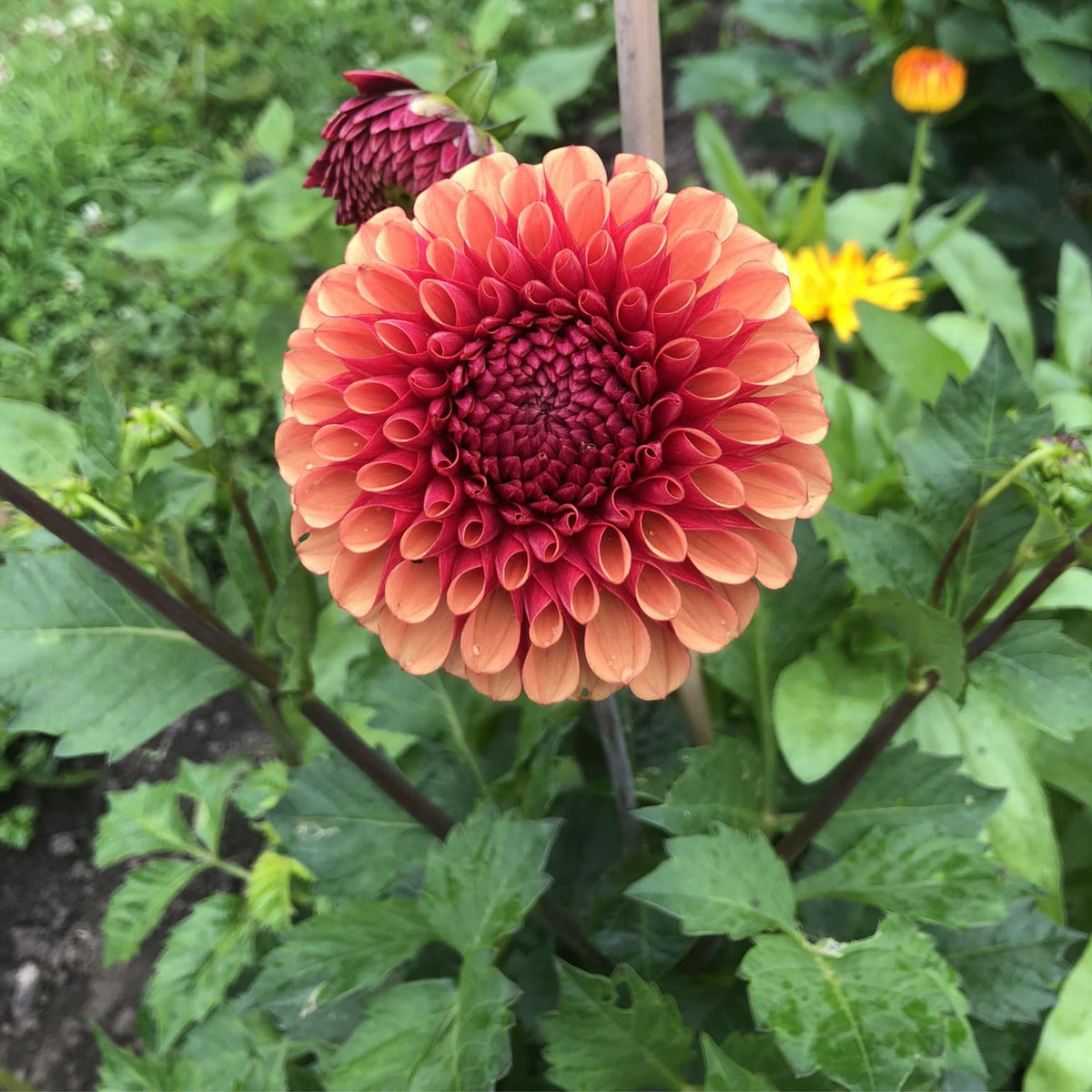 Copper Boy Dahlia Seeds, 40+ seeds