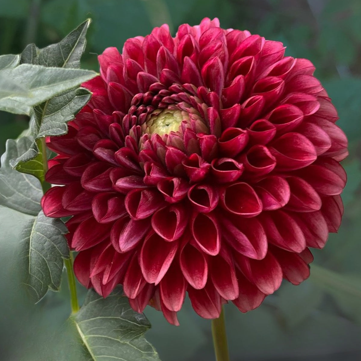 Copper Boy Dahlia Seeds, 40+ seeds