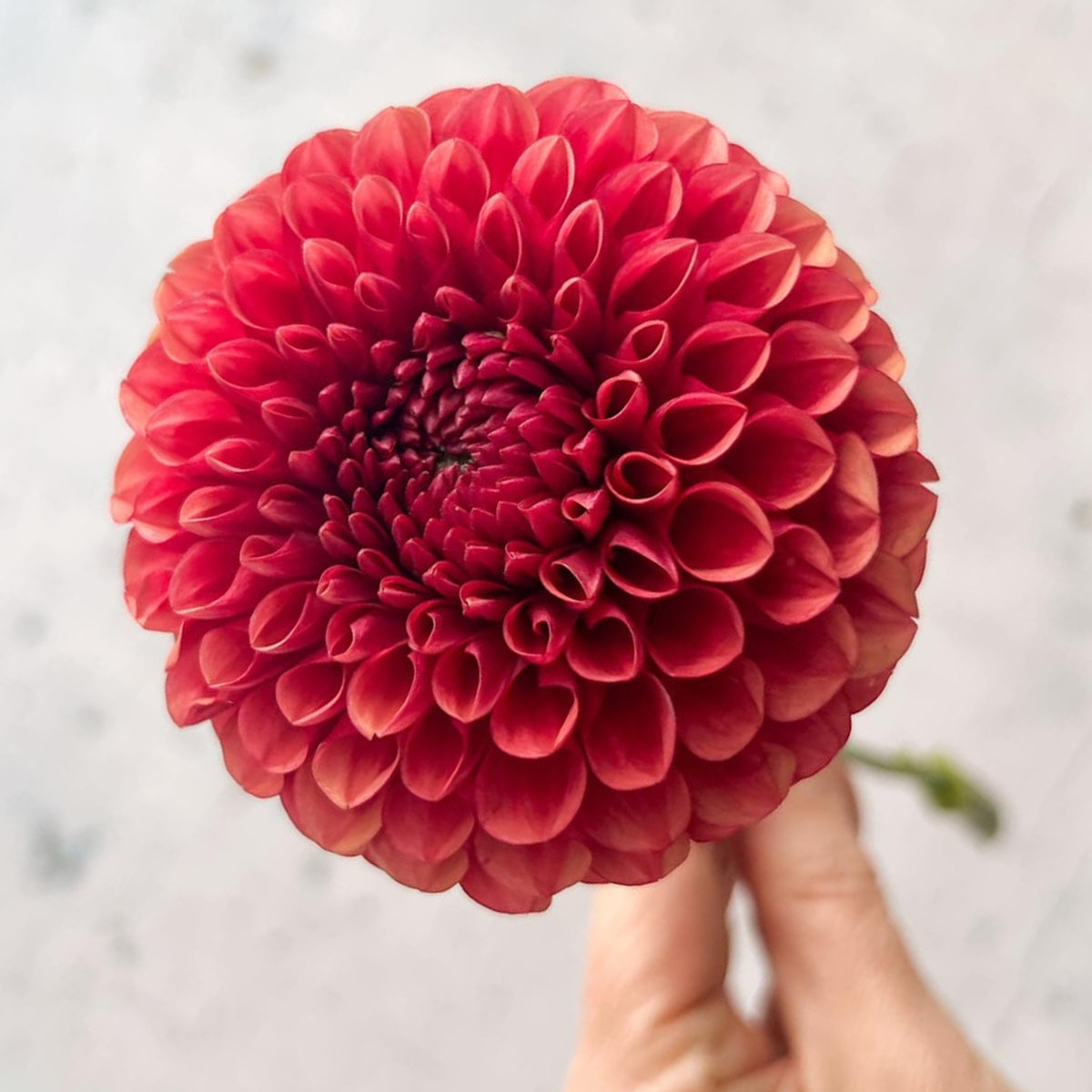 Copper Boy Dahlia Seeds, 40+ seeds